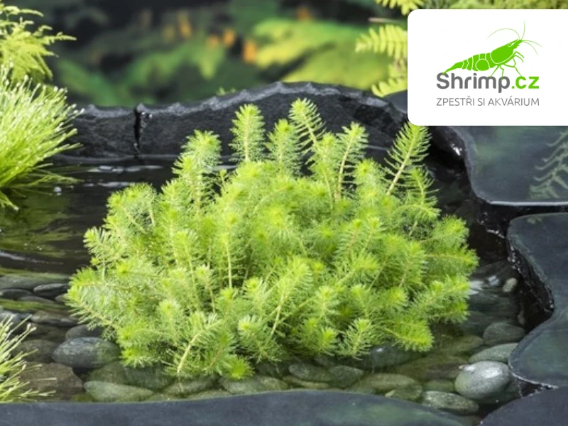 Myriophyllum rubricaule – košík 11x11 cm