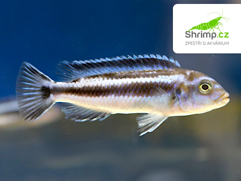 Tlamovec Maingano - Melanochromis maingano