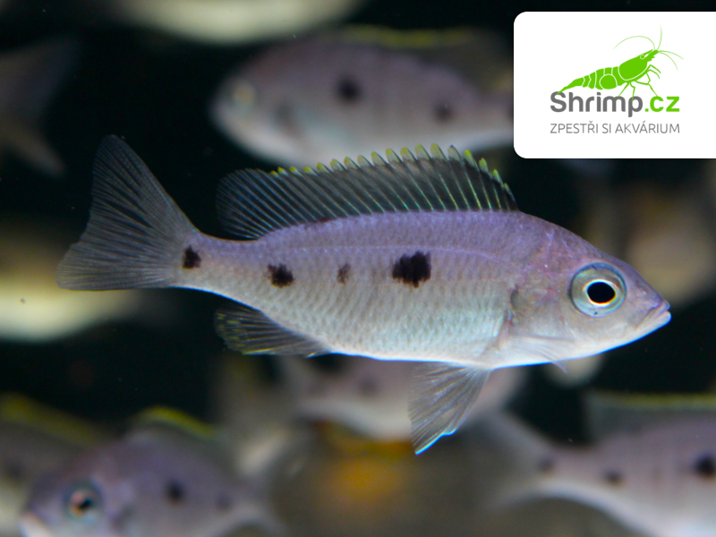Utaka azurová - Copadichromis azureus