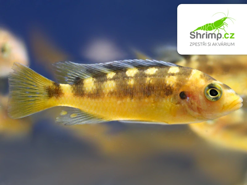 Tlamovec černožlutý - Pseudotropheus crabro