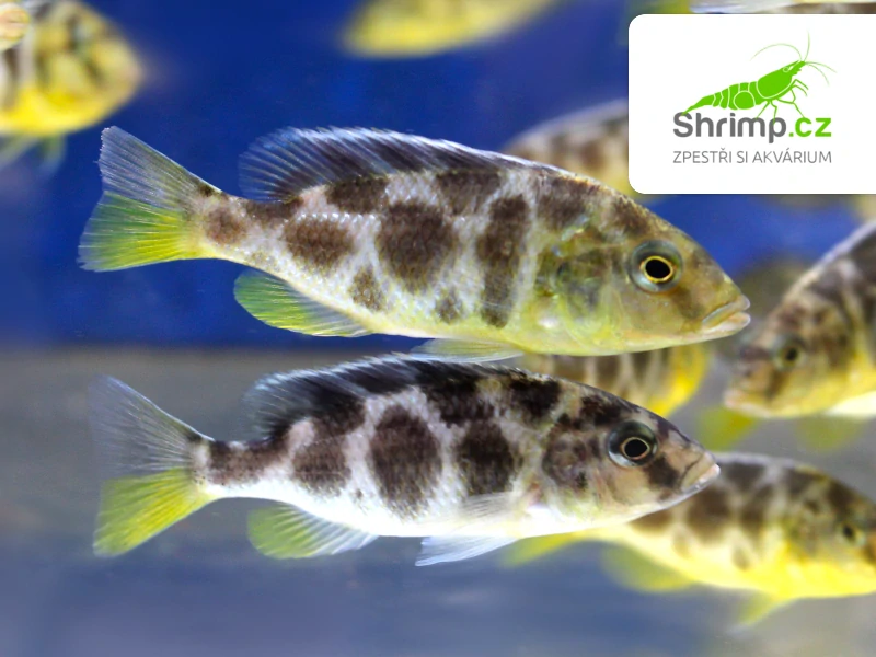 Tlamovec spící - Nimbochromis venustus