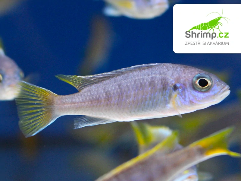 Tlamovec žlutoocasý - Pseudotropheus acei
