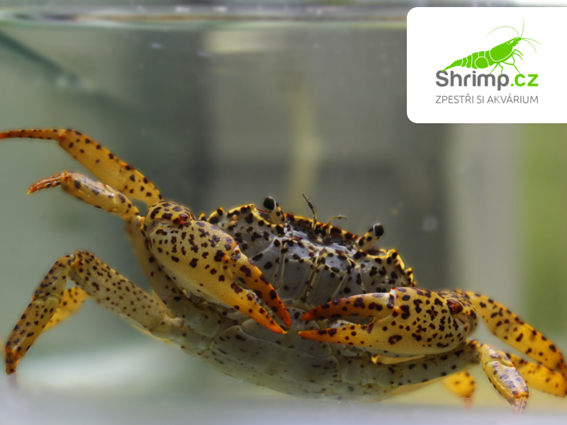 Panther krab XL - Parathelphusa pantherina