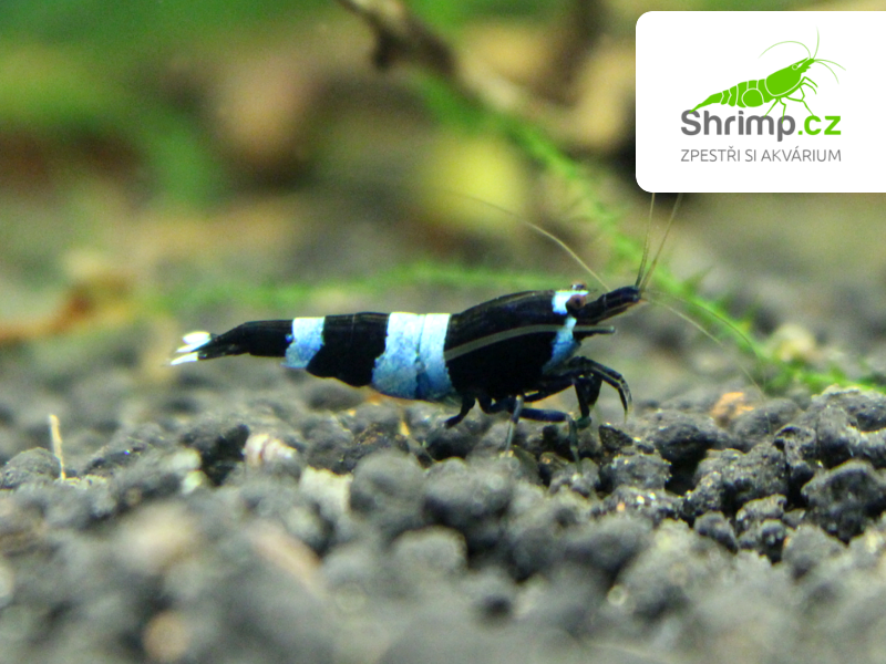 Black Panda 10 ks (Caridina sp.)