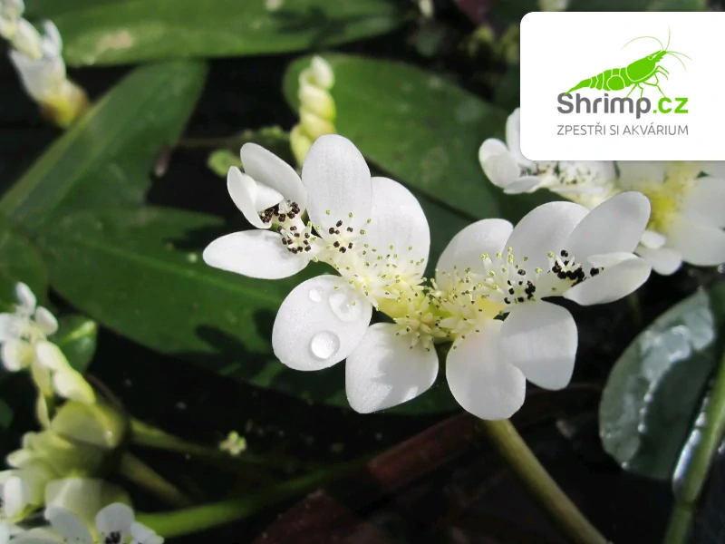 Aponogeton distachyos – košík 11x11 cm
