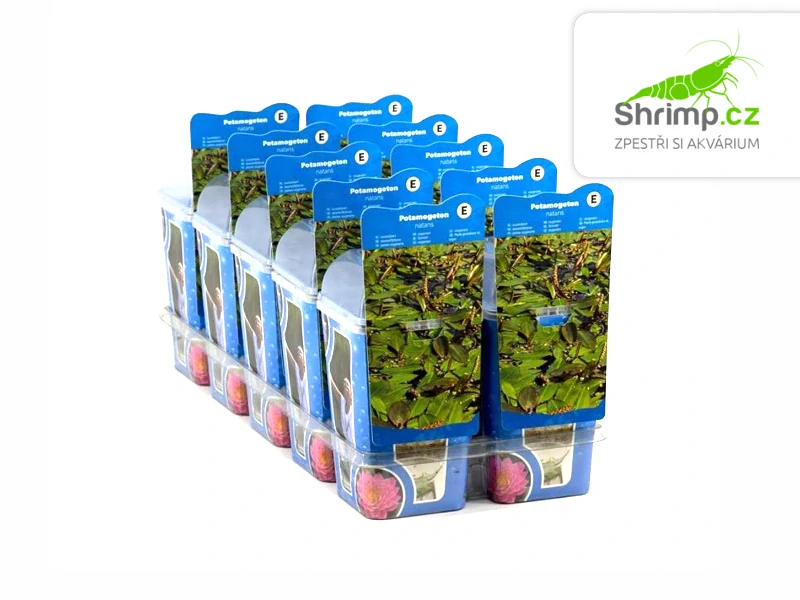 Potamogeton natans - pohár Ø 9 cm