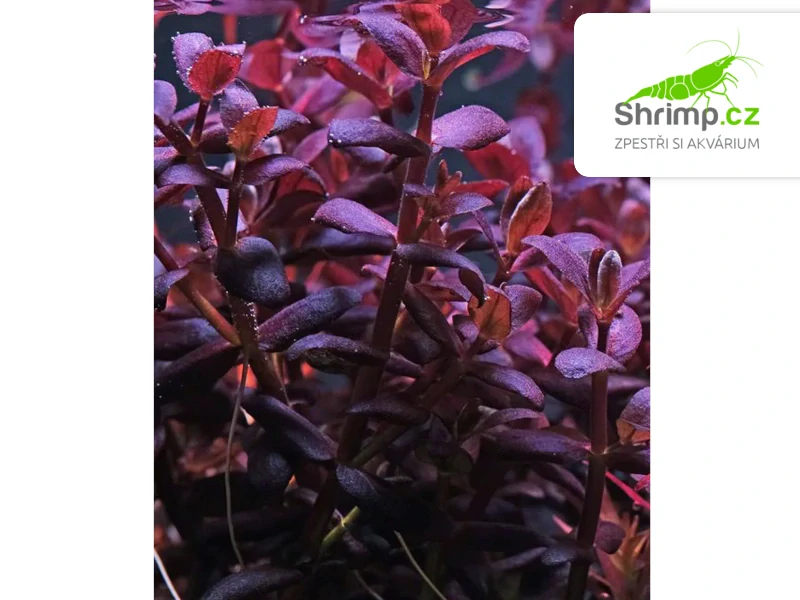 Bacopa salzmannii Purple