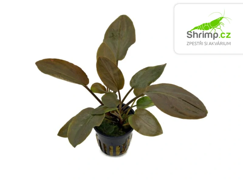 Lagenandra meeboldi 'Red' - košík