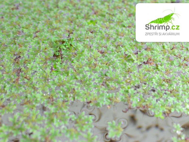 Azola karolínská - Azolla caroliniana