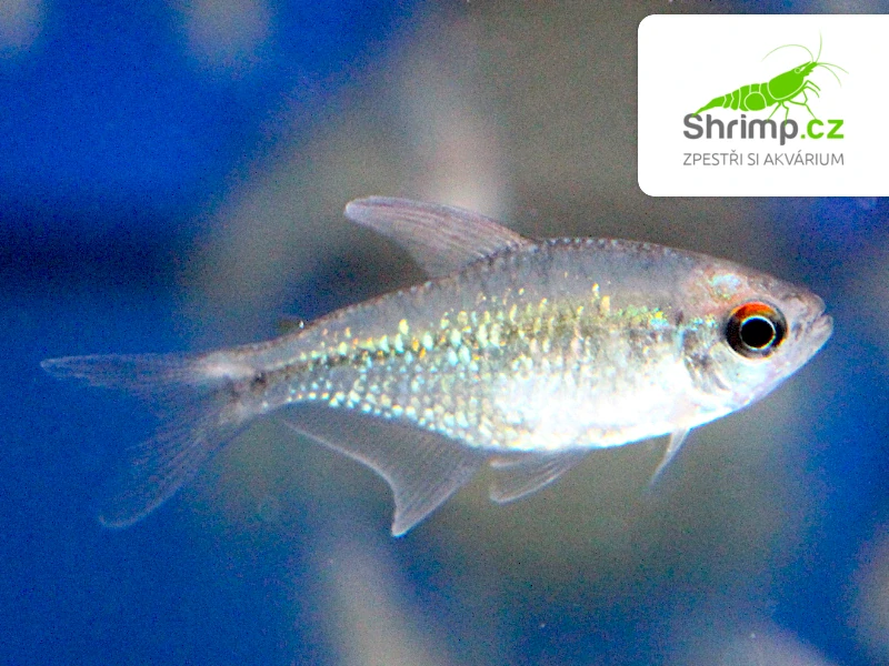 Tetra diamantová - Moenkhausia pittieri