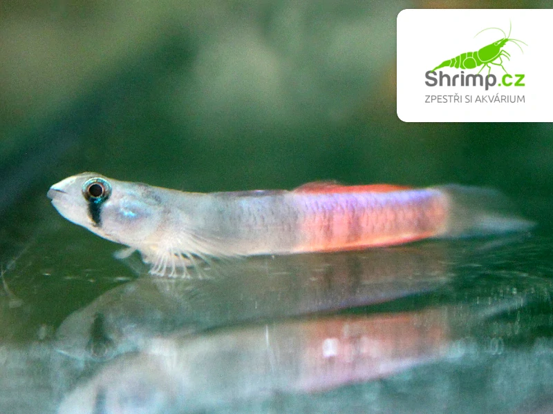 Hlaváč zosterophorus - Sicyopus zosterophorus 