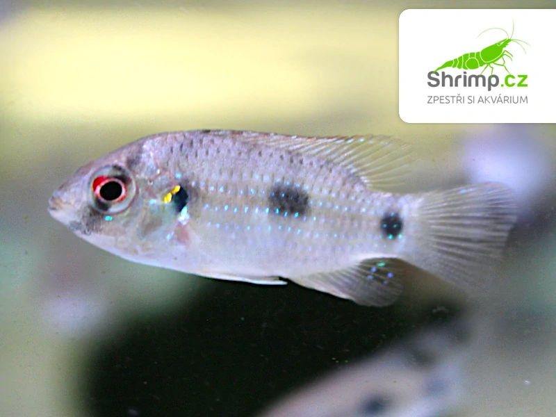 Pestřenec Thomasův - Anomalochromis thomasi