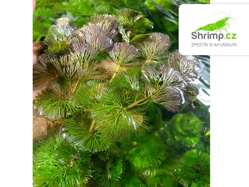 Cabomba caroliniana – pohár Ø 12 cm