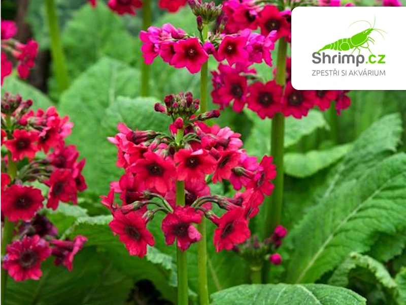 Primula japonica "Millers Crimson" – košík 9×9 cm