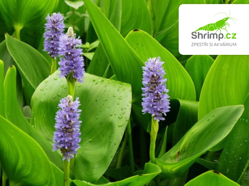 Pontederia cordata "Pink Pons" – košík 9x9 cm