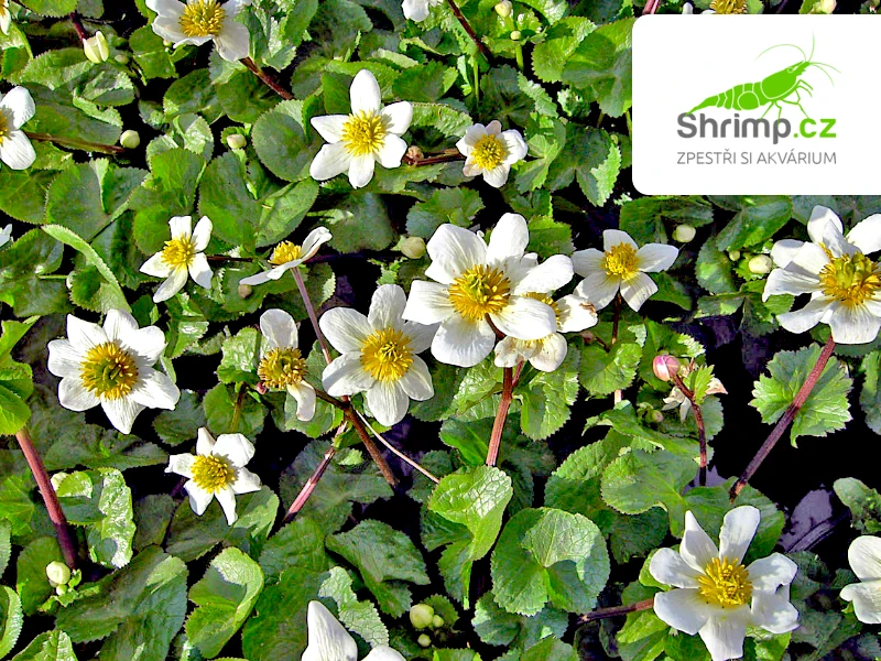 Caltha palustris alba – košík 9x9 cm