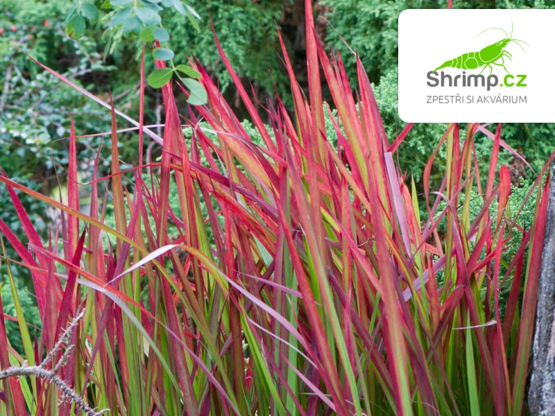 Imperata cylindrica 'Red Baron' – košík 9x9 cm
