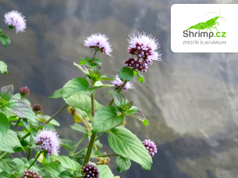 Mentha aquatica – košík 9x9 cm