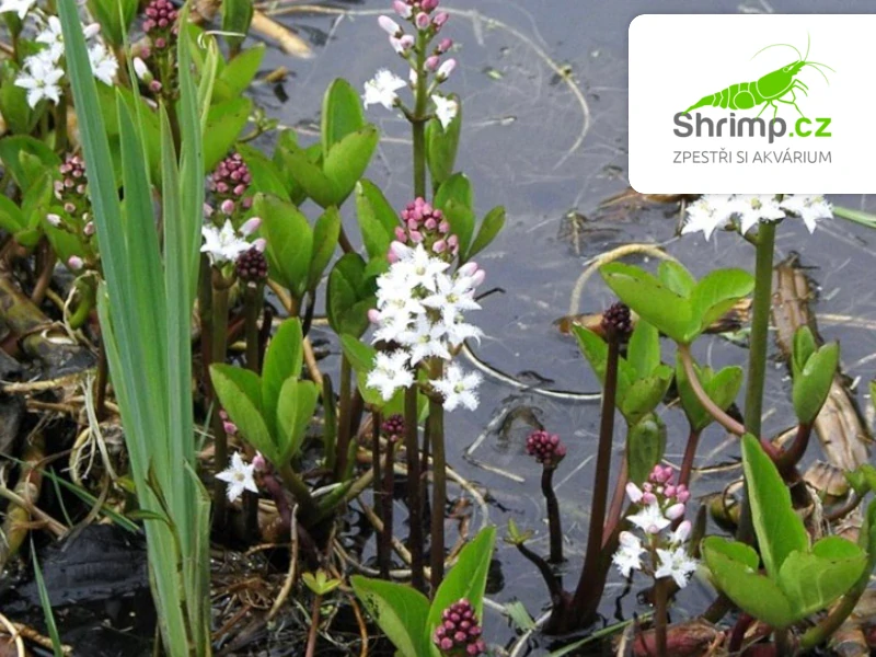 Menyanthes trifoliata – košík 9x9 cm