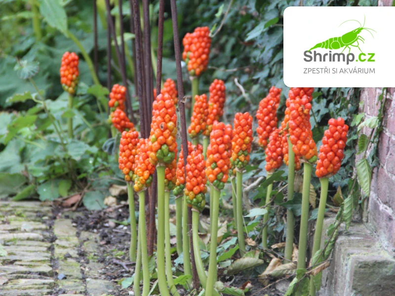 Arum italicum – košík 9x9 cm