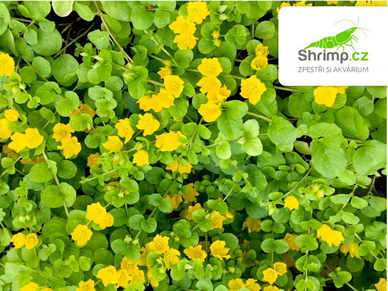 Lysimachia nummularia – košík 9x9 cm