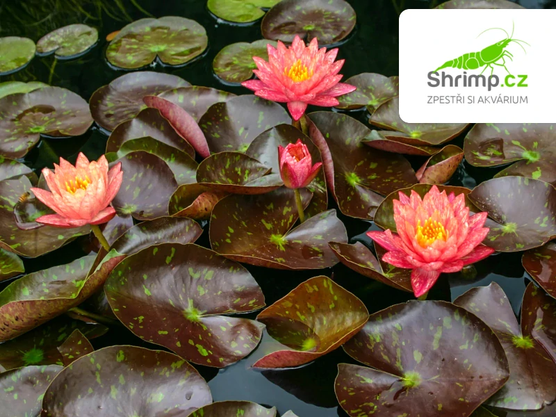Nymphaea 'Wanvisa' – košík 11x11 cm