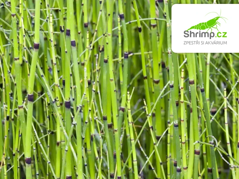 Equisetum japonicum – košík 9x9 cm