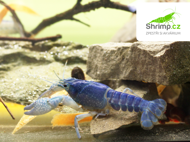 Rak floridský - Procambarus alleni