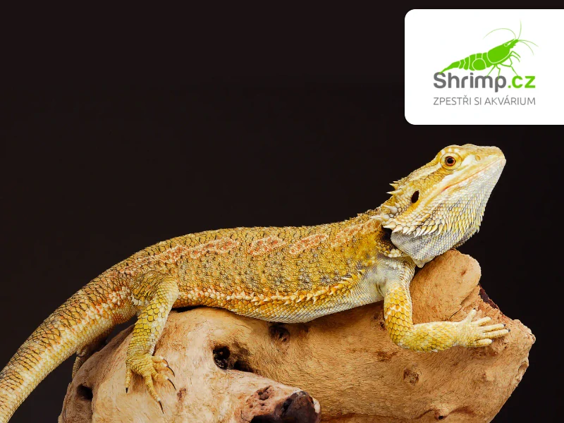 Agama vousatá - Pogona vitticeps