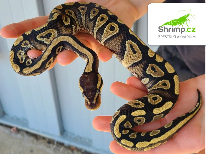 Krajta královská – Python regius