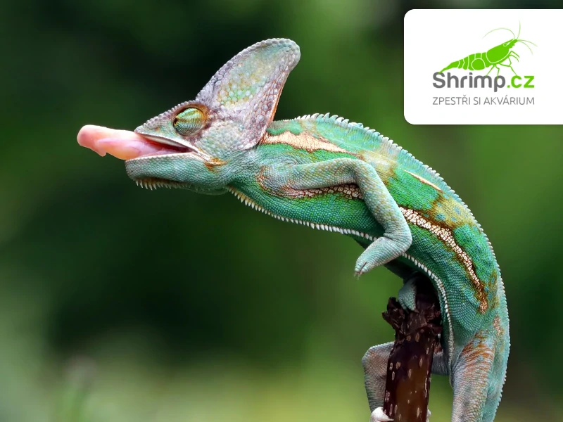 Chameleon jemenský samec – Chamaeleo calyptratus