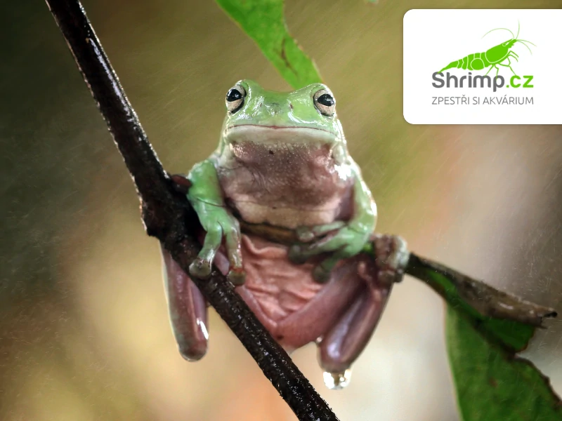 Rosnice siná – Litoria caerulea