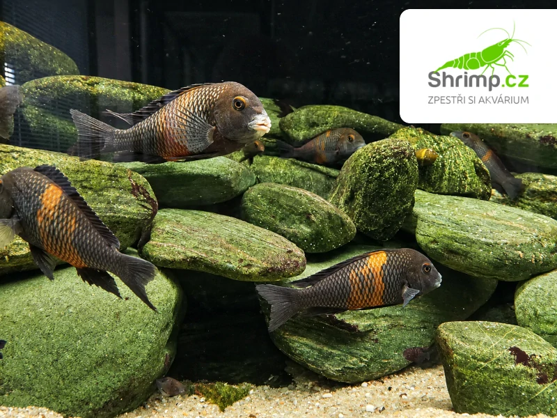Tlamovec Black Bemba – Tropheus sp. black "Bemba"