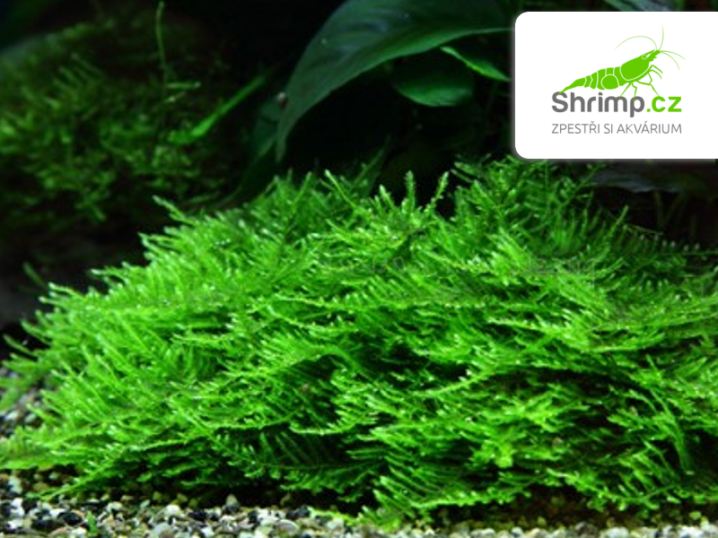 Spiky Moss - Taxiphyllum spec. - in vitro 100 ml