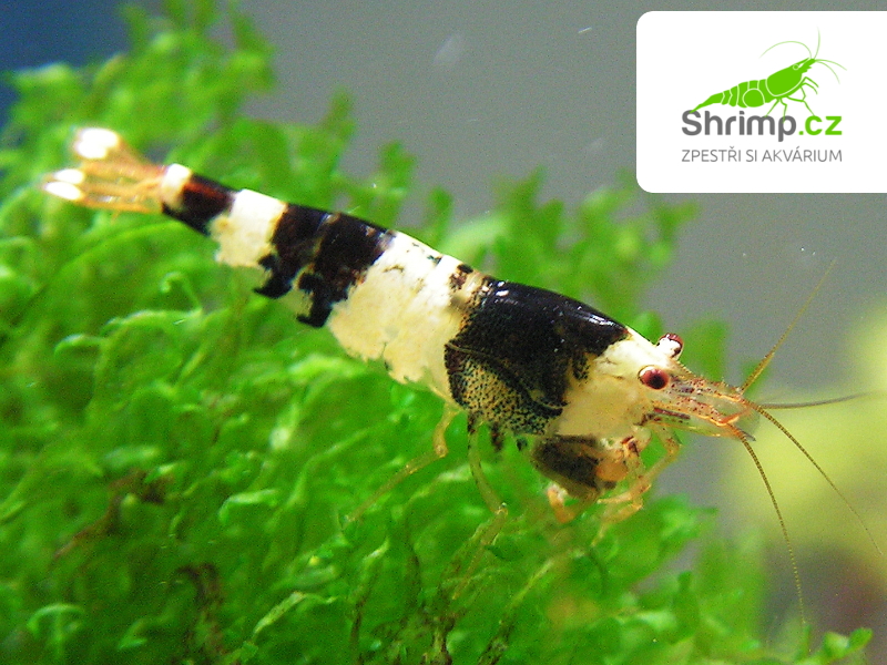 Crystal Black  (Caridina cf. cantonensis)