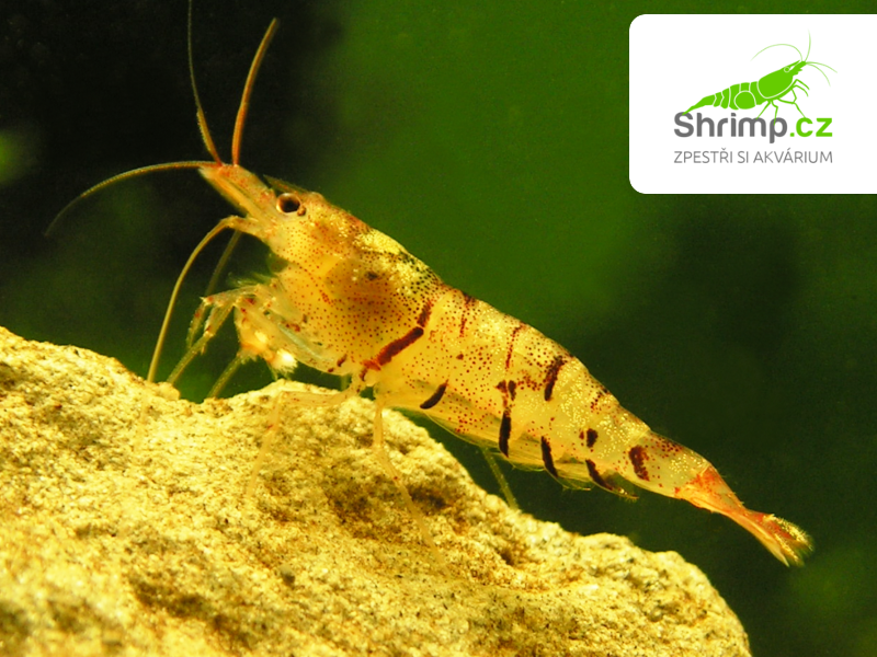 Krevetka Wild Tiger - Caridina mariae