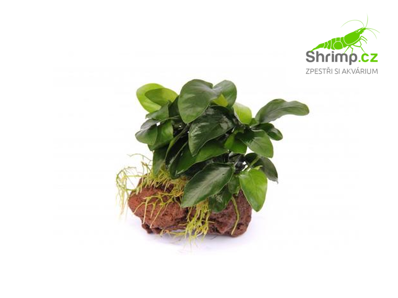 Anubias nana mini - košík