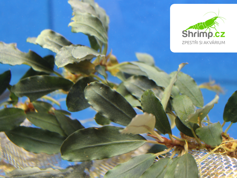 Bucephalandra 'Super Blue Central Kalimantan' - svazek