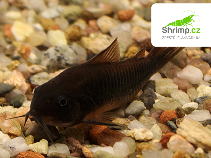 Pancéřníček Black Venezuela - Corydoras aeneus