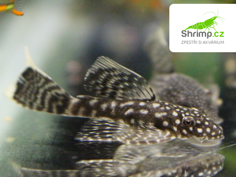 Krunýřovec long fin - Ancistrus sp.