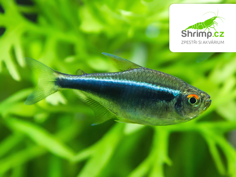 Neonka černá 20 ks - Hyphessobrycon herbertaxelrodi