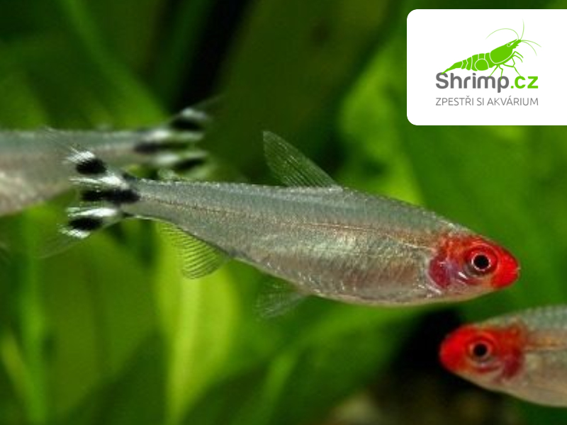 Tetra červenoústá - Hemigrammus rhodostomus
