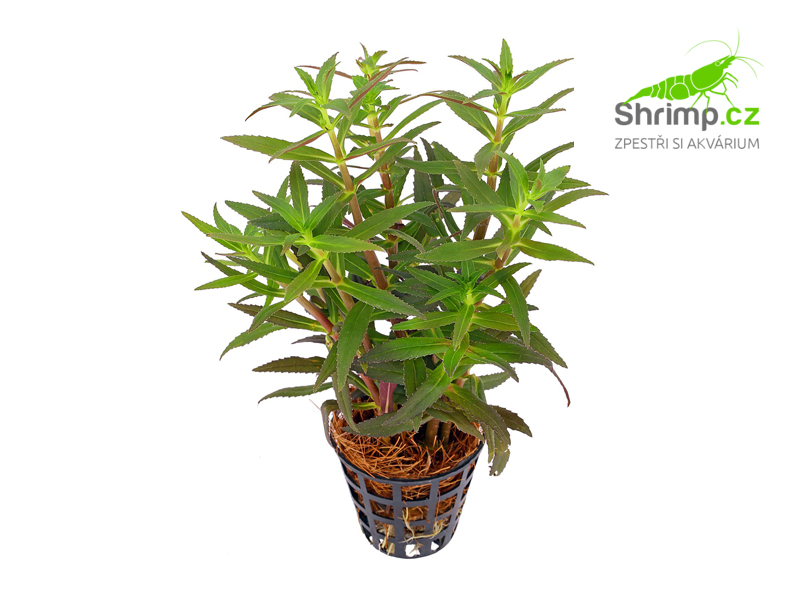 Limnophila aromatica - košík