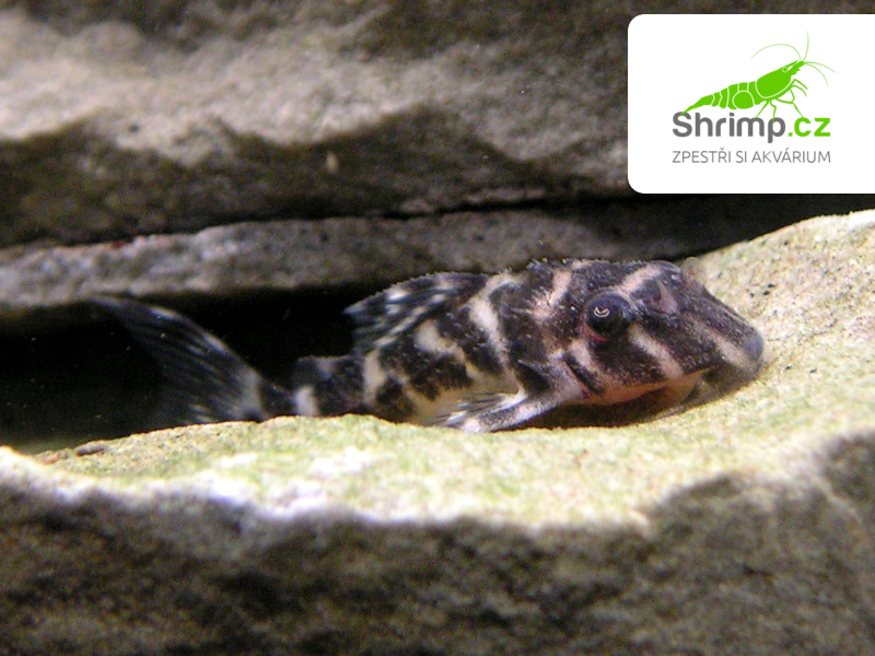 Krunýřovec King tiger pleco L066 (2-3 cm) - Hypancistrus sp. L066
