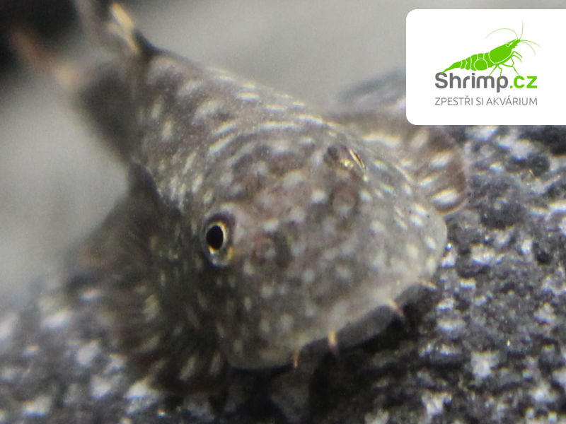Přísavník hřebenitý – Gastromyzon ctenocephalus