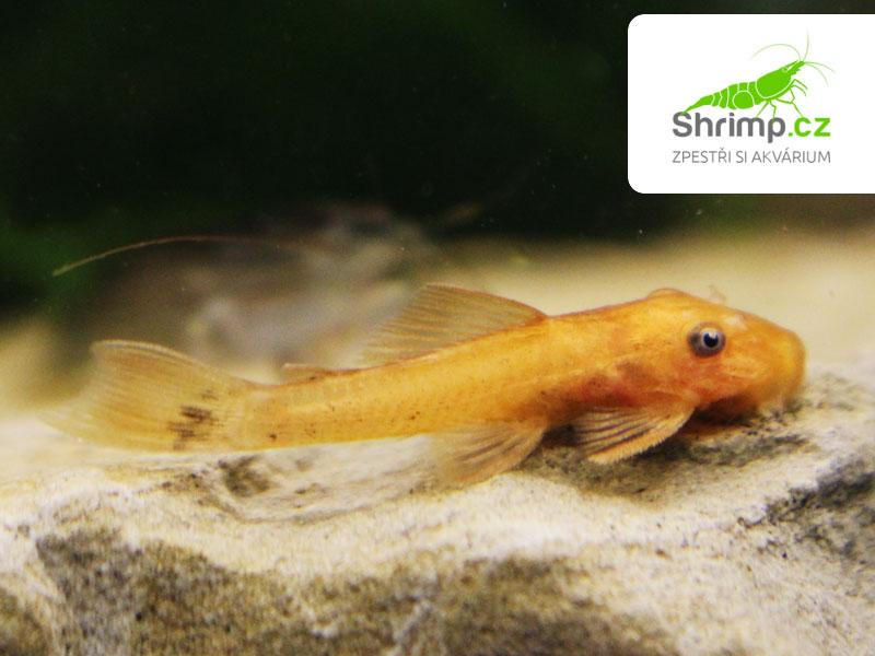 Krunýřovec Super red - Ancistrus sp. (Super red)