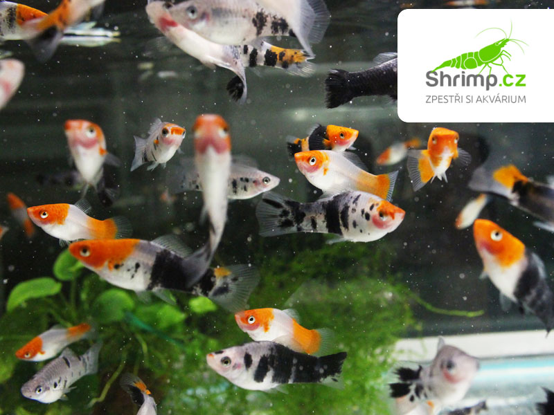 Mečovka Koi mix