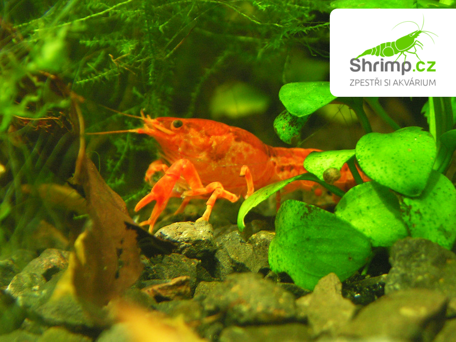 CPO mini ráček 5 ks - Cambarellus patzcuarensis orange