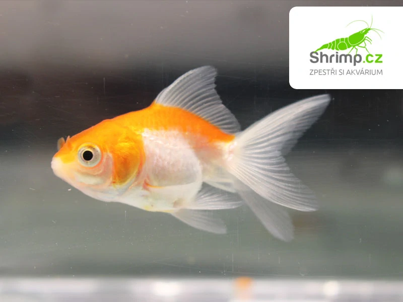 Závojnatka Red&white - Carassius auratus