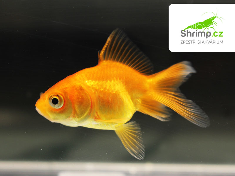 Závojnatka Red oranda - Carassius auratus